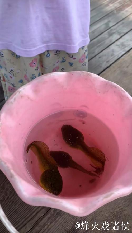 男人蝌蚪女人窝