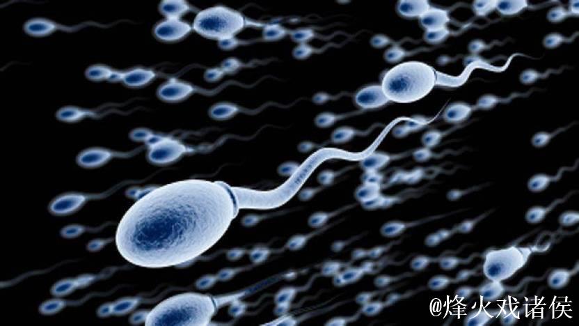 男人蝌蚪女人窝